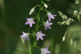 Campanula rapunculusRapunzelklokje bestellen